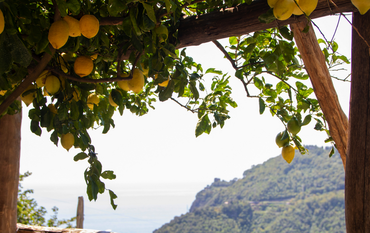 Amalfi-Zitronenbäume enlang des Wanderwegs