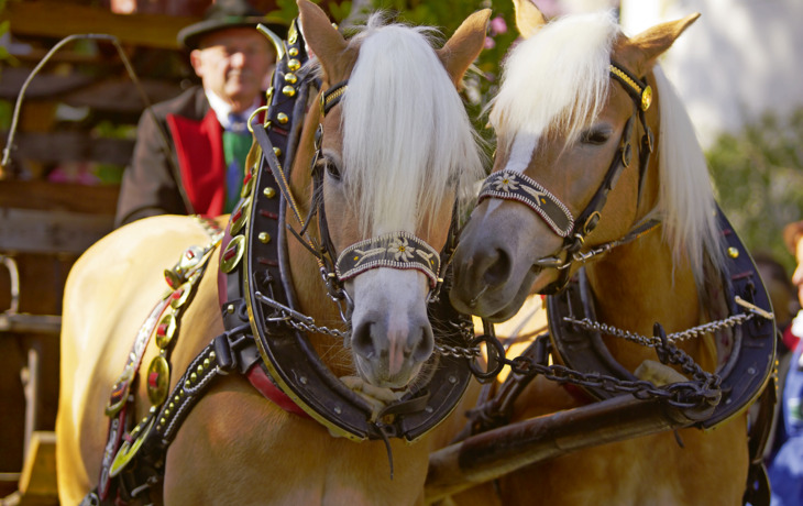 Traubenfest Meran
