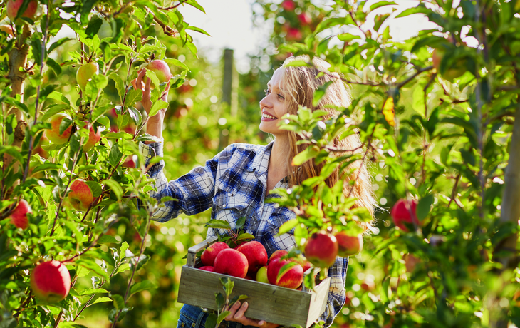 junge Frau beim Apfelpflücken im Garten