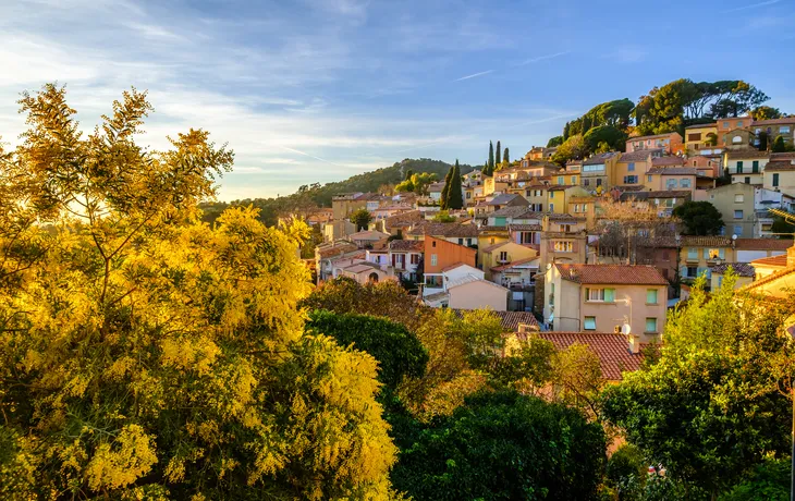Panoramablick auf Bormes-les-Mimosas im Winter mit blühenden Mimosenbäumen im Vordergrund