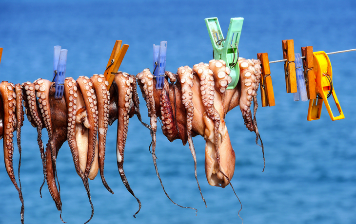 Calamares zum Trocknen,