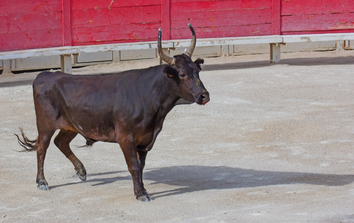 Stier in der Arena von Arles in der südfranzösischen Region Provence