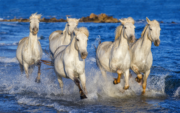 Camargue-Pferde in der Provence, Frankreich 