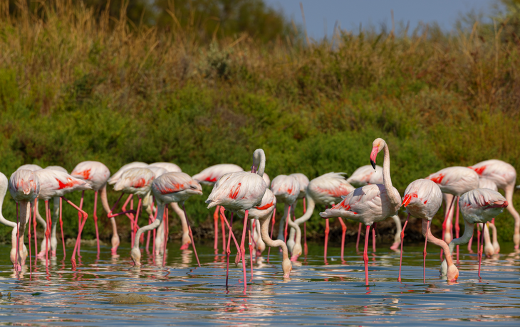 Flamingos in der Camargue in der Provence im Süden Frankreichs