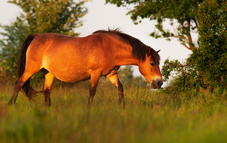 Pferd in der Puszta