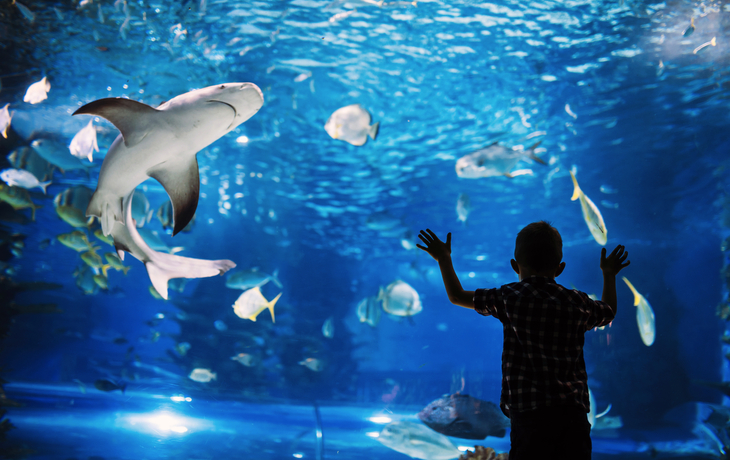 Kind bestaunt Fische im Aquarium