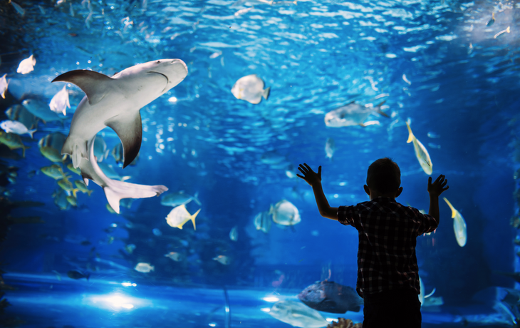 Kind bestaunt Fische im Aquarium