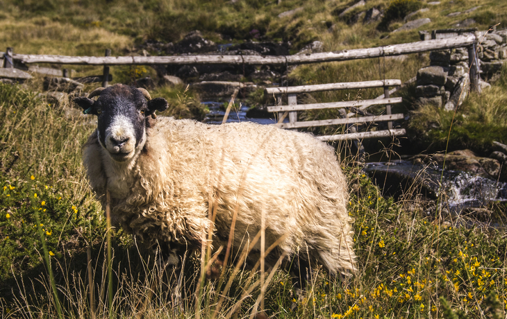Schaf im Dartmoor Nationalpark in Devon, Vereinigtes Königreich