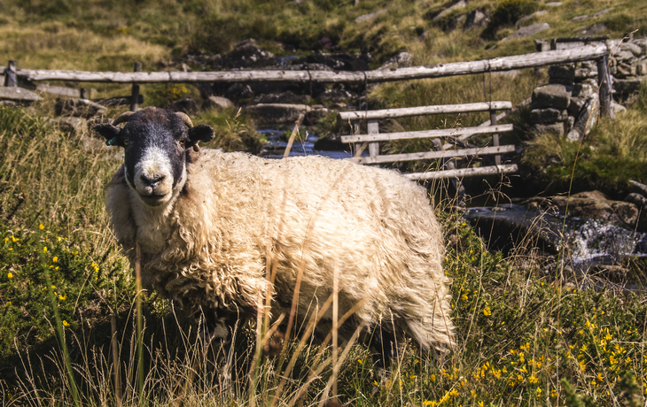 Schaf im Dartmoor Nationalpark in Devon, Vereinigtes Königreich