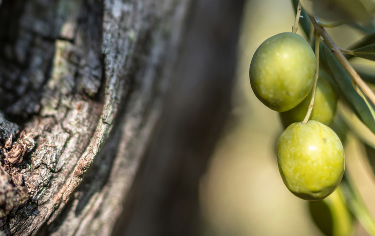 reife Oliven hängen an einem über 200 Jahre alten Baum