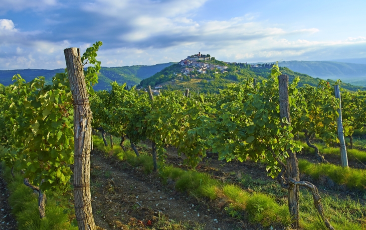 Weinregion Motovun