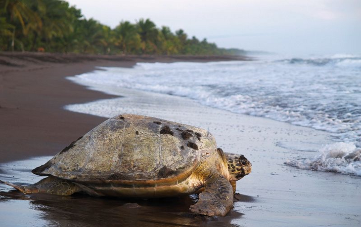 Nationalpark Tortuguero- berühmter Brutplätze für Meeresschildkröten
