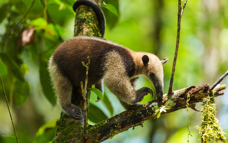 Tamandua im Tortuguero-Nationalpark