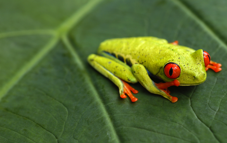 Rotaugenlaubfrosch