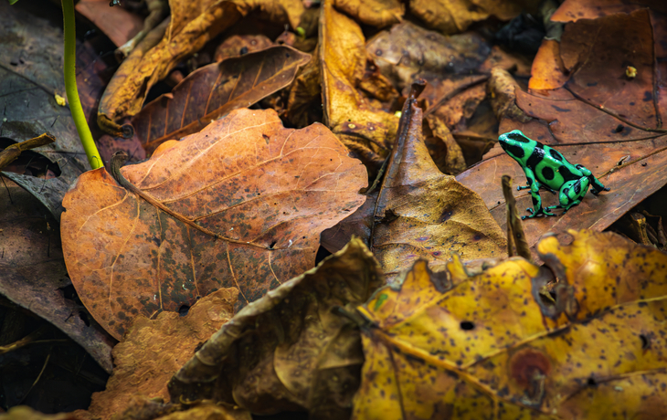 Pfeilgiftfrosch (Dendrobates auratus) im Cahuita-Nationalpark (Costa Rica)