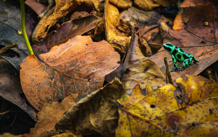 Pfeilgiftfrosch (Dendrobates auratus) im Cahuita-Nationalpark (Costa Rica)