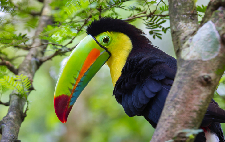 Kielschnabeltukan auf Costa Rica