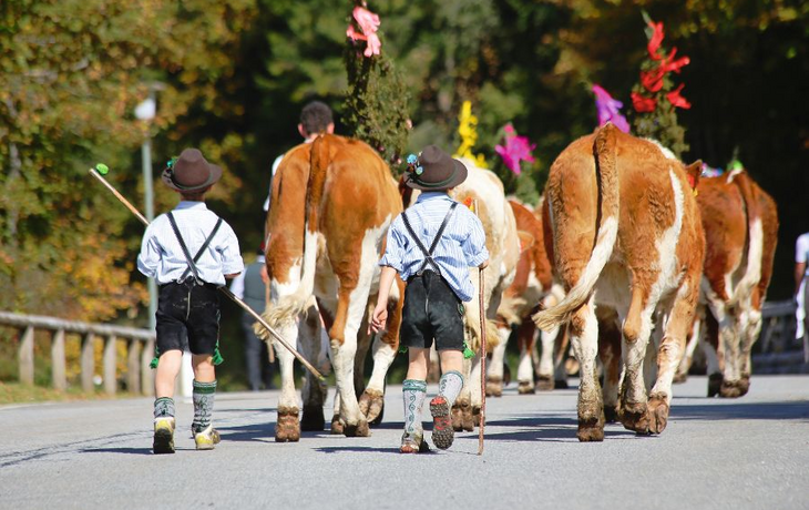 Almabtrieb in Bayern