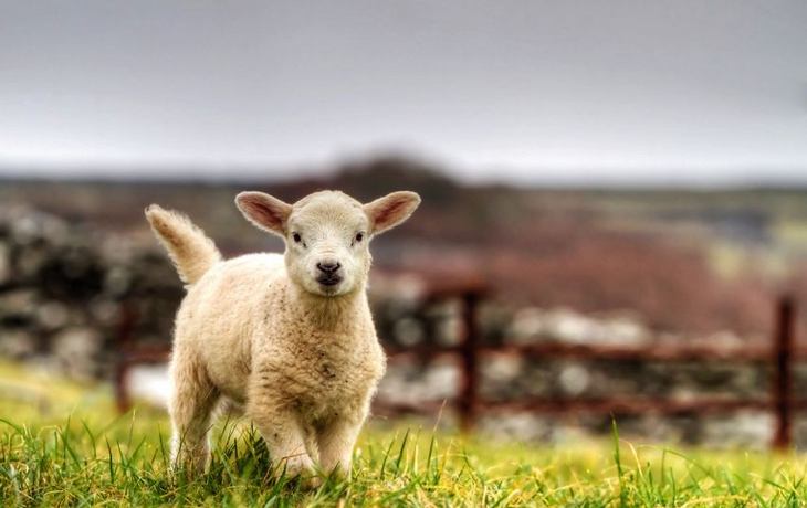 Irish lamb running on the grass