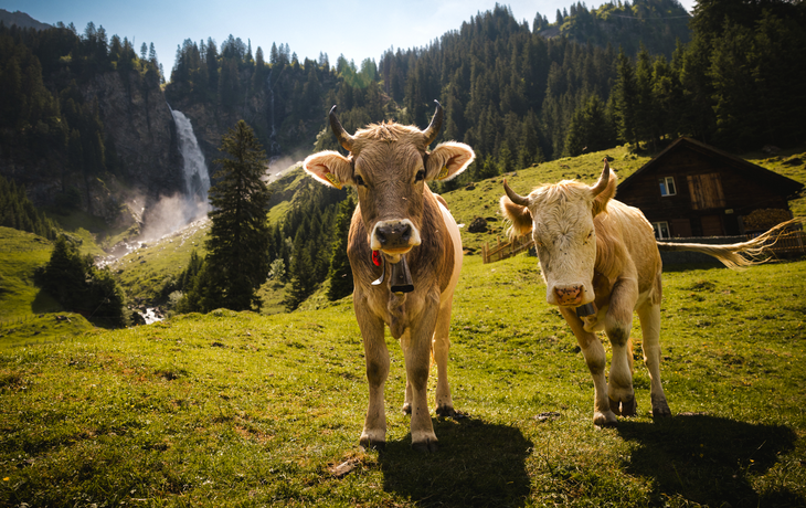 Kühe in den Alpen
