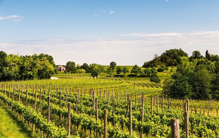 Weinrebe Feld in der italienischen Landschaft