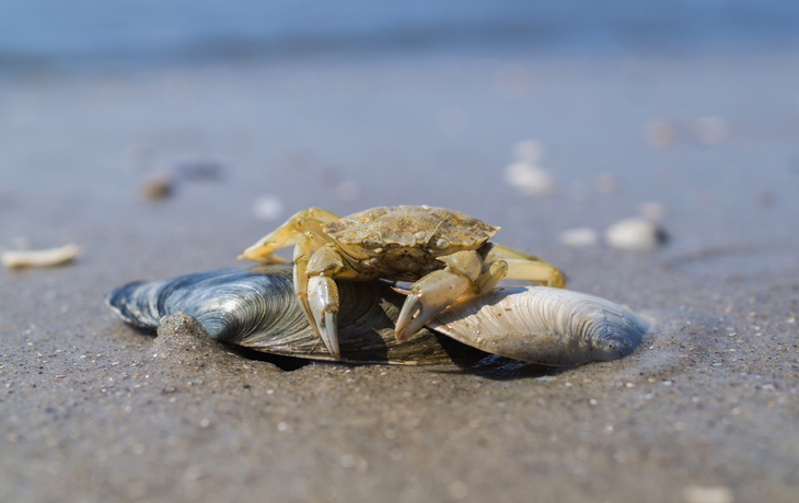 Krabbe an der Nordsee