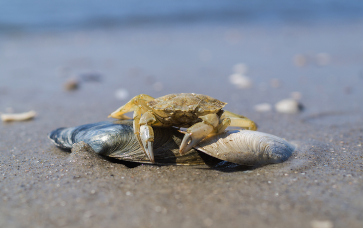Krabbe an der Nordsee
