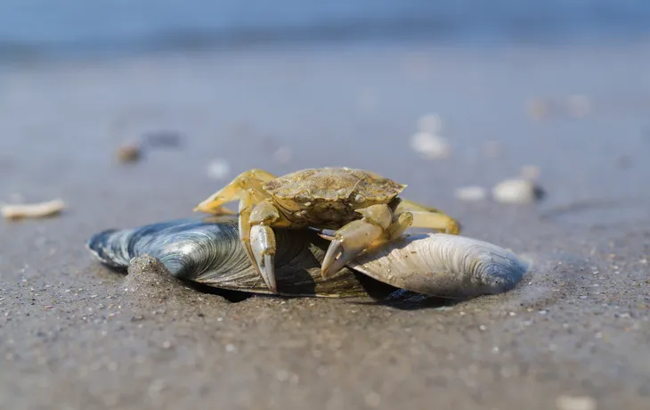 Krabbe an der Nordsee