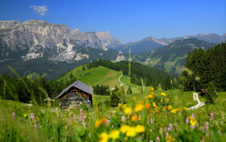 Blick durch eine blühende Wiese, vorbei an rustikalen Almhütten auf die Südtiroler Dolomiten bei blauem Himmel.