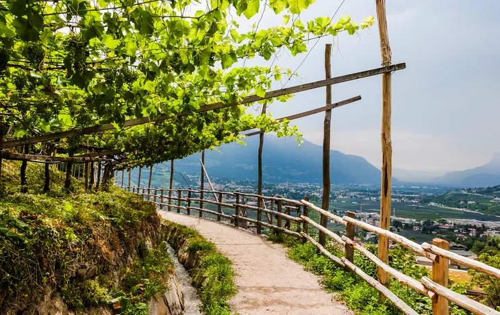 Weinpergola am Meraner Höhenweg