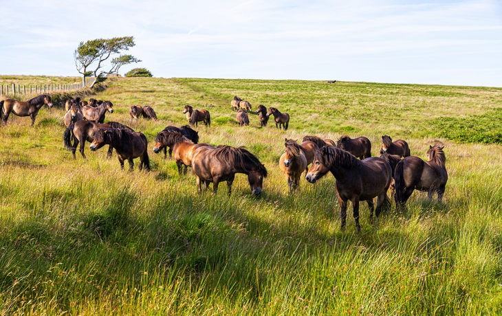 Eine Herde Exmoor-Ponys auf der Moorlandschaft des Exmoor-Nationalparks in der Nähe von Lucott Cross, Somerset, Großbritannien