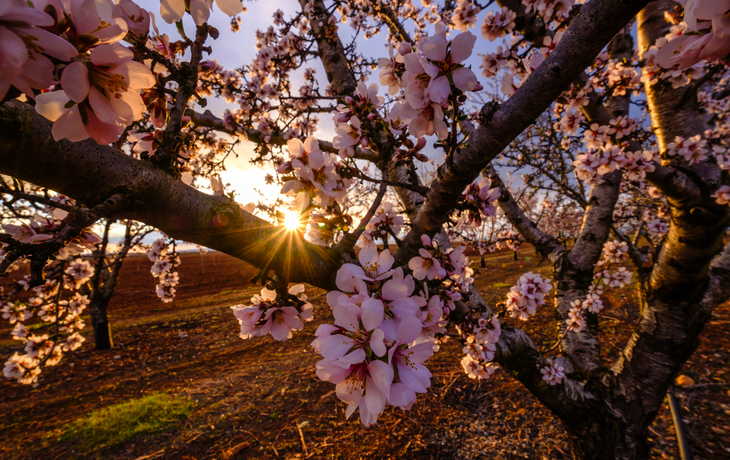 blühende Mandelbäume im Sonnenuntergang