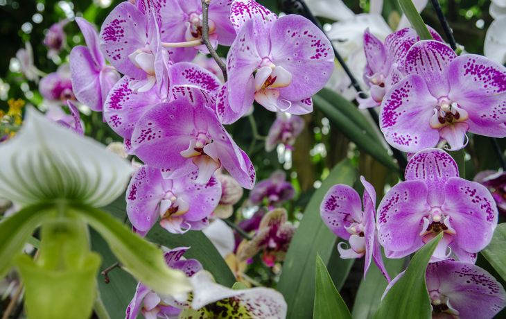 Orchideengewächse auf der Insel Mainau