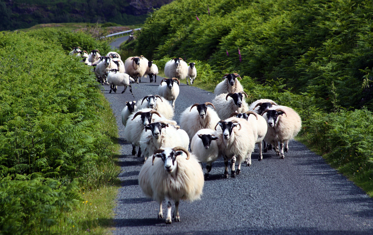 Schafe auf der Straße auf der Insel Mull