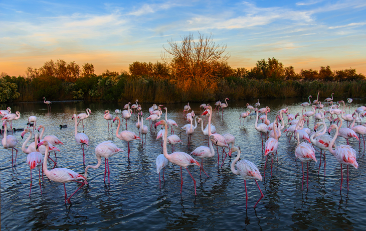 rosa Flamingos in der Camargue