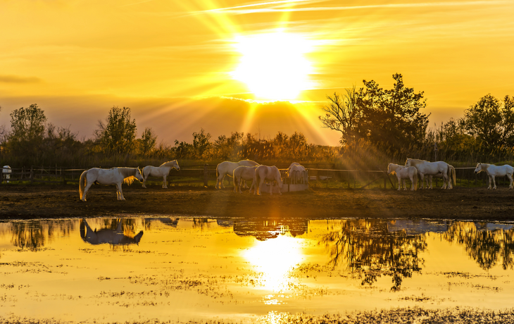 Camargue-Pferde in der Provence, Frankreich 