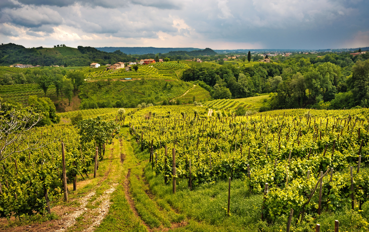 Prosecco Hills nahe Valdobbiadene in Venetien, Italien