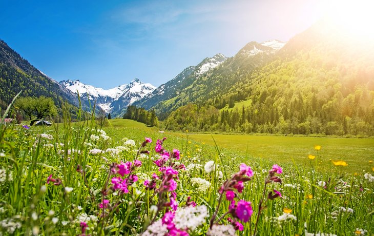 Blumenwiese vor den Bergen bei Oberstdorf, Deutschland