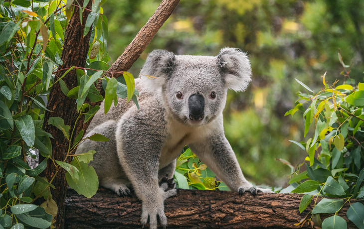 Koala on eucalyptus tree outdoor.
