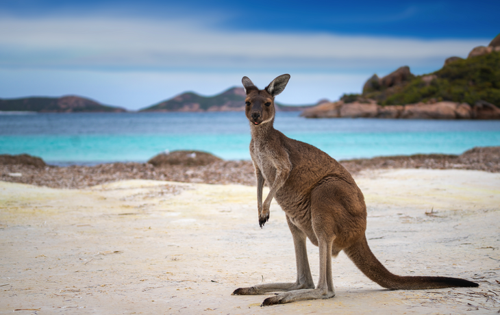 Känguru an der Lucky Bay im Cape Le Grand National Park