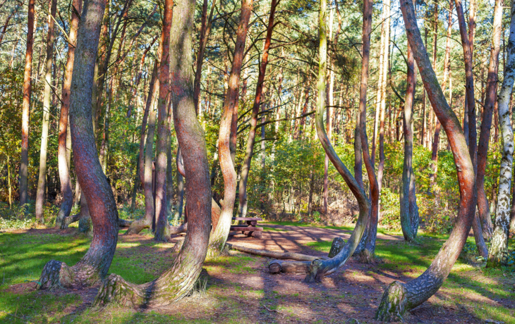 Grove von seltsam geformten Kiefern in Crooked Wald,Polen.