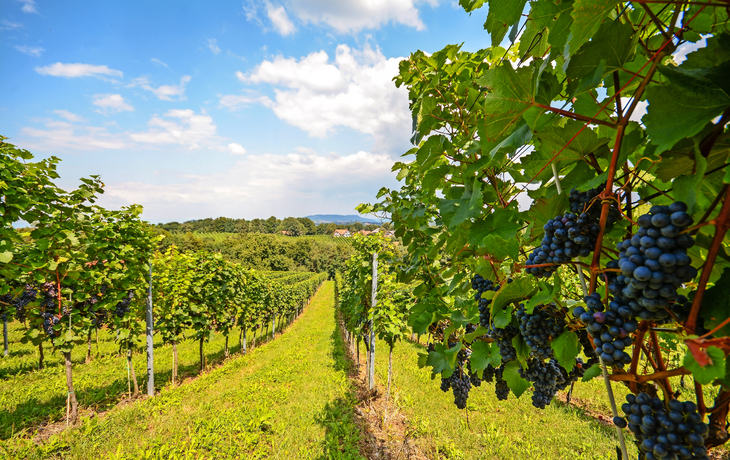 Wachau: das berühmteste Weinbaugebiet Österreichs