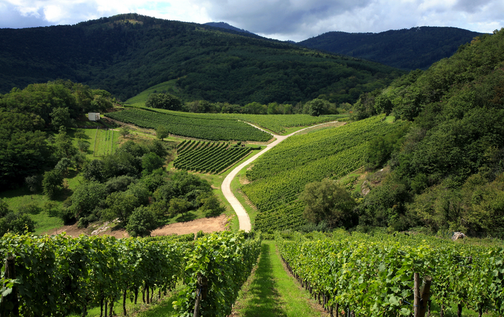 Champagne Region in Frankreich