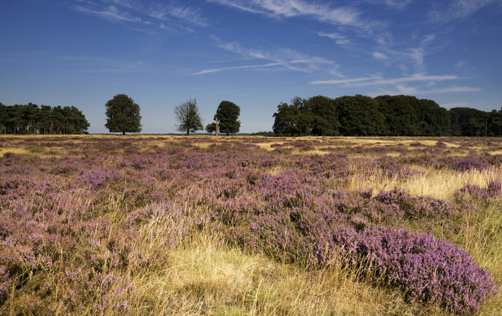 Blühende Heide