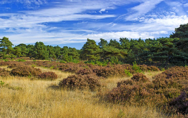 Landschaft im Nationalpark Hoge Veluwe in den Niederlanden.
