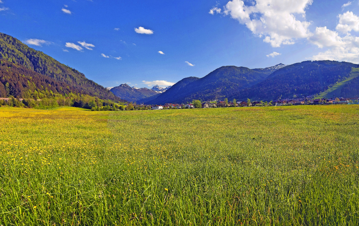 Eine Löwenzahnwiese in Flachau