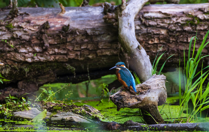 Eisvogel neben liegendem Baumstumpf