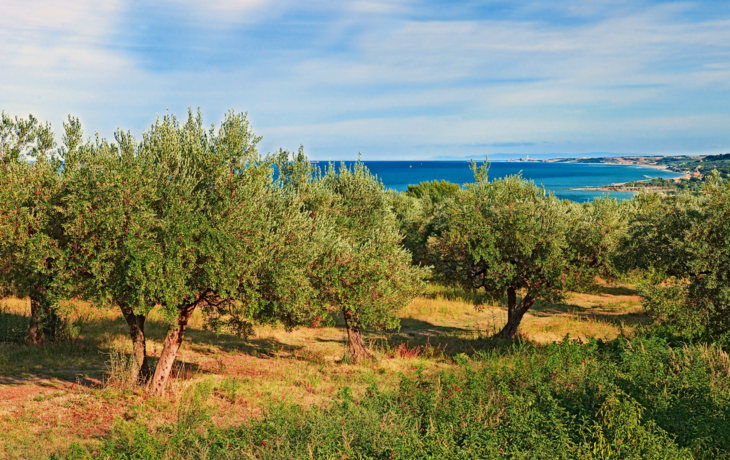 Olivenbäume an der Küste von Chieti